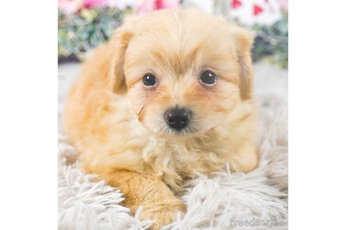 成約済の茨城県のポメプー:ポメラニアン×トイプードル-283238の2枚目